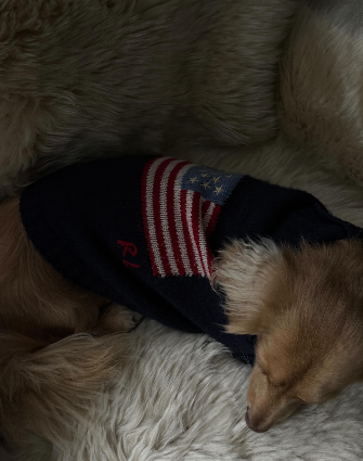 A sleeping dog in a knitted jumper